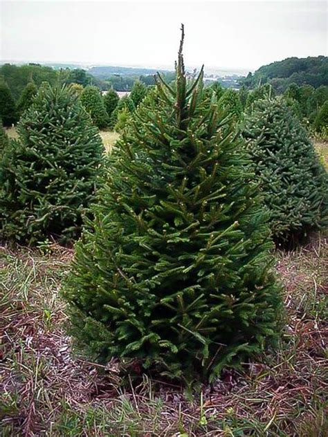 Norway Spruce For Sale Online | The Tree Center