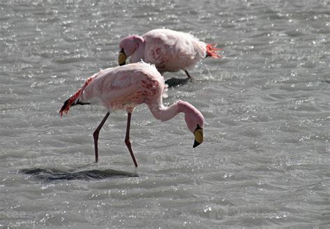 Wild flamingos in a lake in Salar de Uyuni, Bolivia 8367341 Stock Photo at Vecteezy