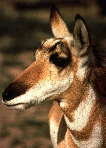 Saving the Sonoran Pronghorn Will Help Save Us - Endangered Species Coalition