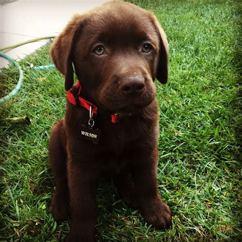 English Chocolate Labrador | Chocolate labrador retriever, Labrador ...