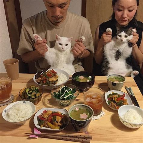 Dupla de gatos senta-se na mesa para ver seus donos comerem, toda vez