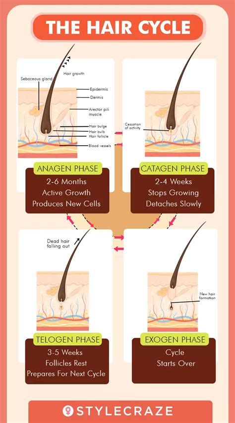 Hair Growth Cycle - Understanding the Stages of Hair Growth