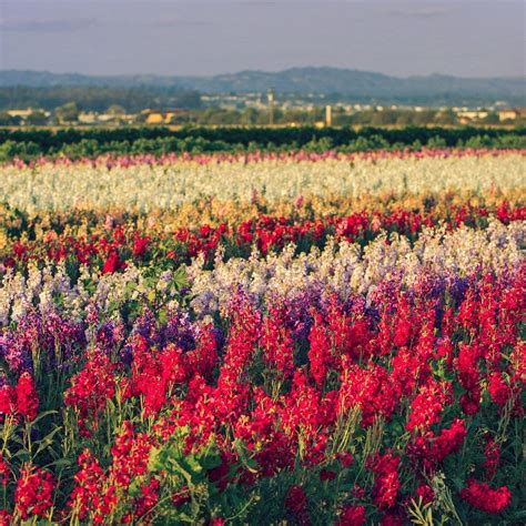 Lompoc Flower Fields - Photos, Tracker, and Map - Lompoc California