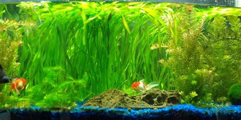 Jungle Vallisneria Rooted Plants 1.5-2 Feet Tall – Easy Background Aquarium Plants | Aquarium Plants