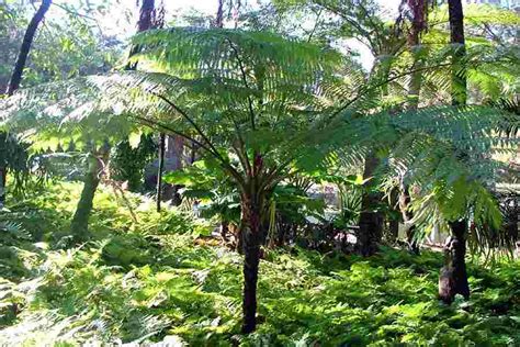 Cyathea cooperi