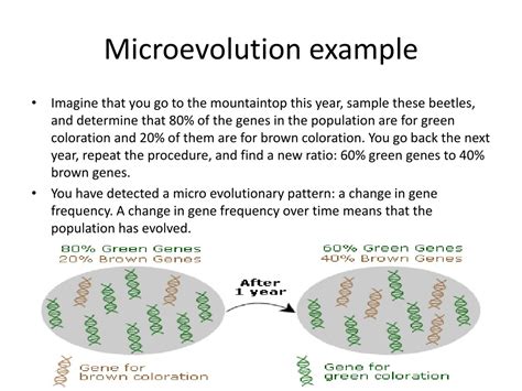 PPT - Patterns In Evolution PowerPoint Presentation, free download - ID ...