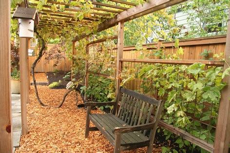 15 Stunning Grapevine Trellis Designs for Your Backyard Arbor - EatHappyProject