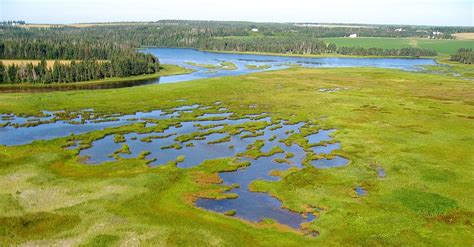 cranberry bog | Cranberry bog, Boreal forest, Aerial photo