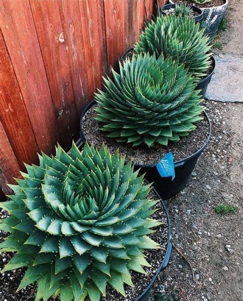 Aloe polyphylla, a rare spiral-shaped plant for your garden | My desired home