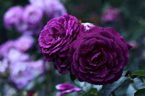 Rose violet 4k Ultra HD Wallpaper and Background Image | 3840x2567 | ID ...