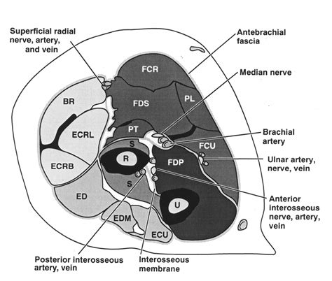 The Forearm Anatomy of Muscle Compartments and Nerves | AJR