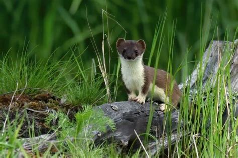 Stoat vs Weasel: 5 Key Differences - A-Z Animals