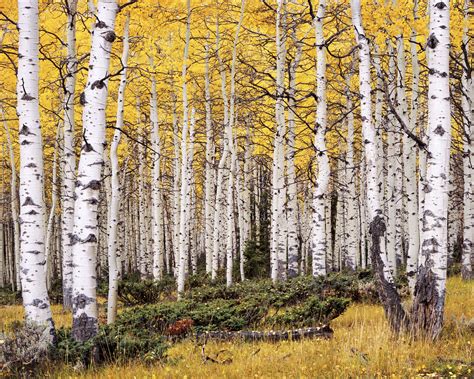 Aspen Grove, Utah This aspen grove is the largest and oldest living thing on Earth. The entire ...