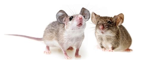 Can mice be an effective model animal for Covid-19?