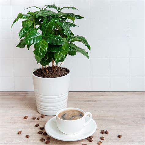 Coffee Plants for Sale – FastGrowingTrees.com