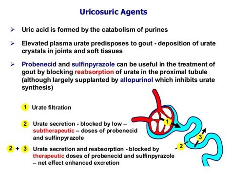 Drugs acting on the kidney lecture 3