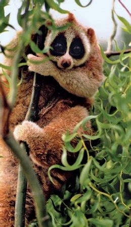 Habitat of a slow loris (Nycticebus coucang)