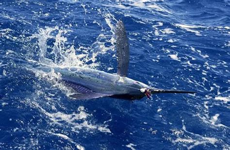 White Marlin - Description, Habitat, Image, Diet, and Interesting Facts