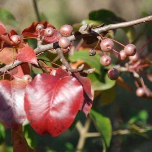 Callery Pear: History, Identification, and Control - Alabama ...