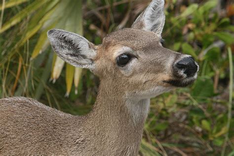 Key Deer Florida Photograph by Valia Bradshaw - Fine Art America