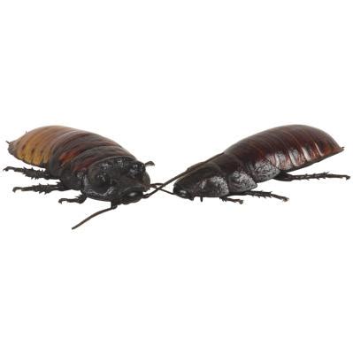 The Difference Between a Waterbug & a Cockroach | Animals - mom.me