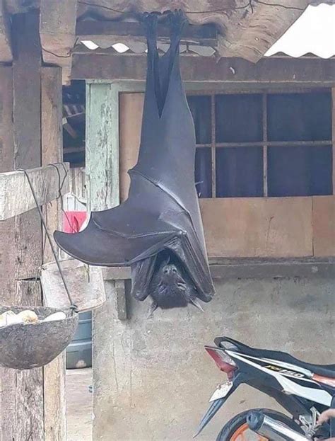 A fruit bat taking a nap outside a house in Philippines. They have a 6 ...