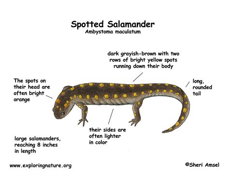 Salamander (Spotted)