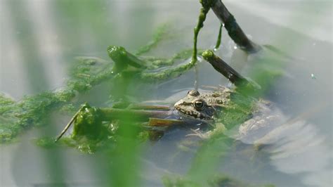 Green frog in natural habitat - Close Up Stock Video Footage 00:10 SBV ...