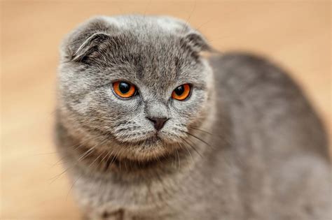 Scottish fold cat | Fluffy, Folded Ears, Short-Haired | Britannica