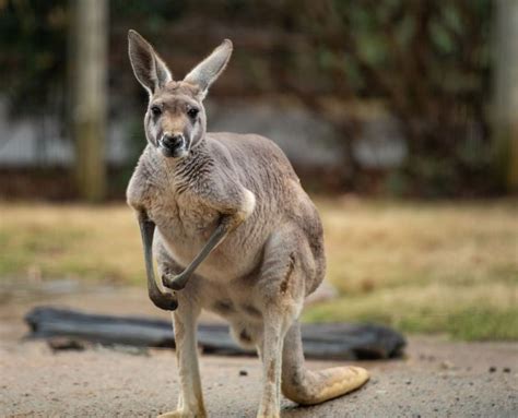 Red Kangaroo - The Australian Museum