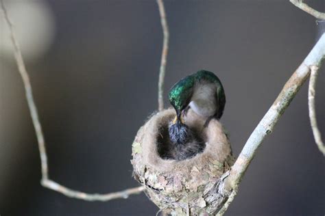 A Hummingbird Nest | The Survival Gardener