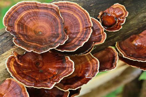 Reishi (Lingzhi, Ganoderma): 21 Benefits of this Cancer Killing Mushroom