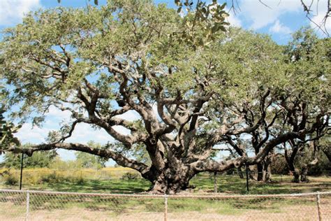 The Big Tree - Goose Island State Park - Rockport, Texas