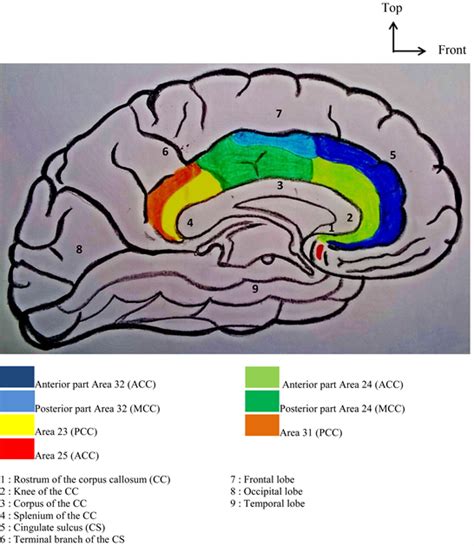 Contribution of the Neuroanatomy of the Cingulate Gyrus to the Neuroscientific Approach to ...