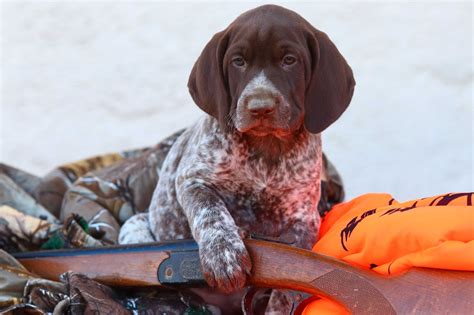 Hunting Dog Profile: The Beloved, Athletic German Shorthaired Pointer | GearJunkie