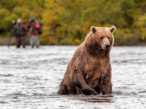 Exclusive Pack Creek Bear Viewing from Juneau 2022