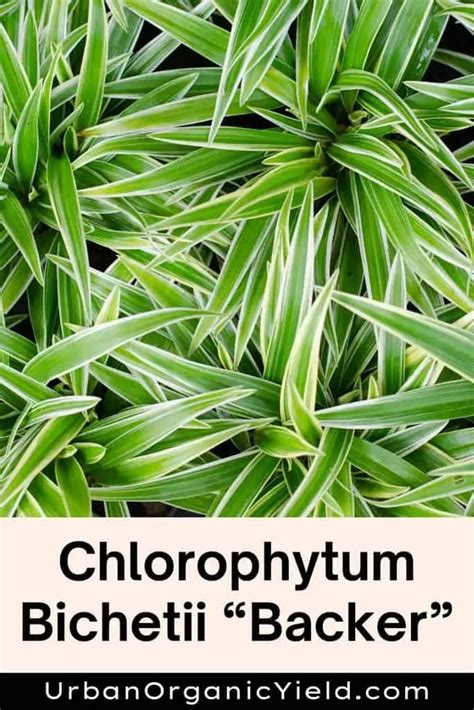 11 Varieties Of Chlorophytum Plants (Spider Plants) | UrbanOrganicYield.com