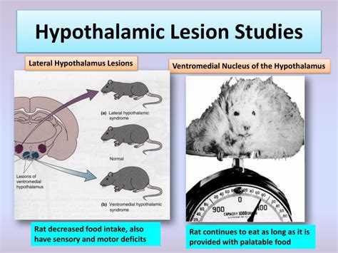 PPT - Feeding Behavior/Obesity PowerPoint Presentation - ID:1883276