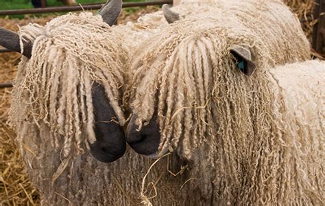 Sheep breeds: why we're always a little sheepish - The Field