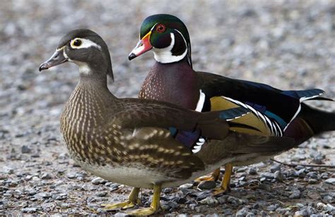 Meet the once-threatened wood duck, bird of many colors | Bay ...