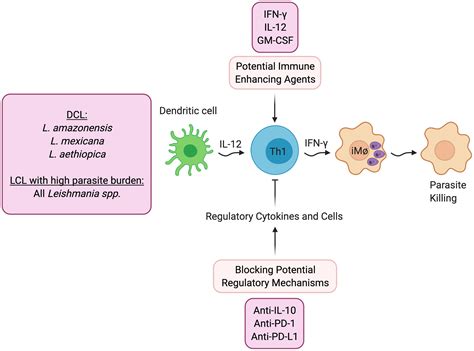 Frontiers | Host-Directed Therapies for Cutaneous Leishmaniasis