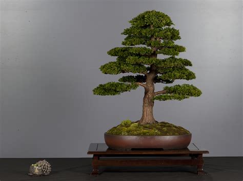 Bonsai - Living Art: Chamaecyparis Pisifera Bulevard