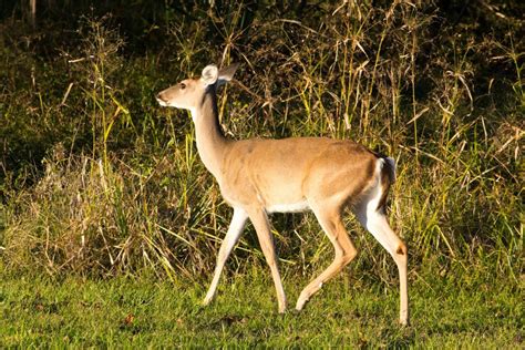 Wildlife Gallery | The Preserve of Texas