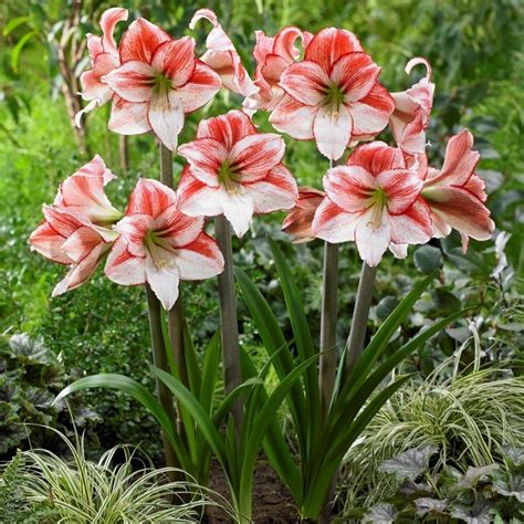 Table Dance Amaryllis Bulb - Bagh.pk