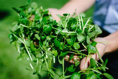 BNF — Watercress blog — Watercress | Health, Recipes & More