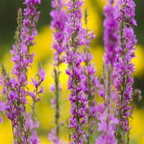 Purple Loosestrife Wildflower Seed - | John Chambers