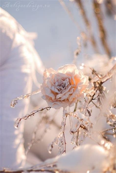 Everything about this is stunningly beautiful! | Winter rose, Snow rose ...