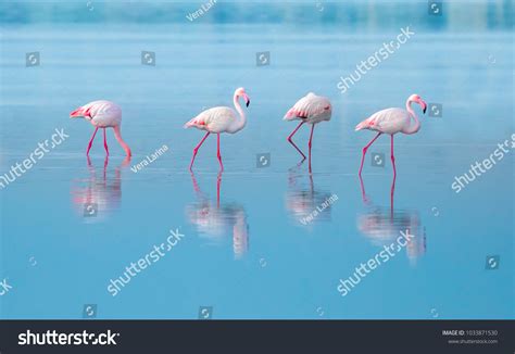 Flock Birds Pink Flamingo Walking On Stock Photo 1033871530 | Shutterstock