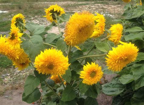 Why is the Sunflower the National Flower of Ukraine?