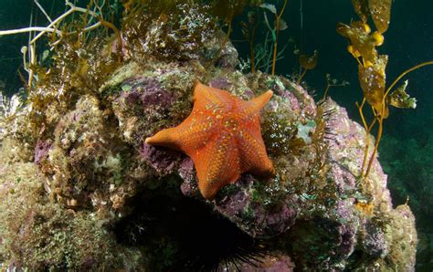 Sea Wonder: Bat Star | National Marine Sanctuary Foundation